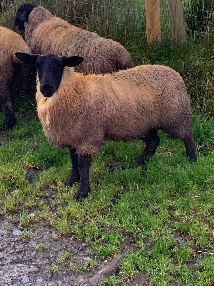 Sheep - Image 1