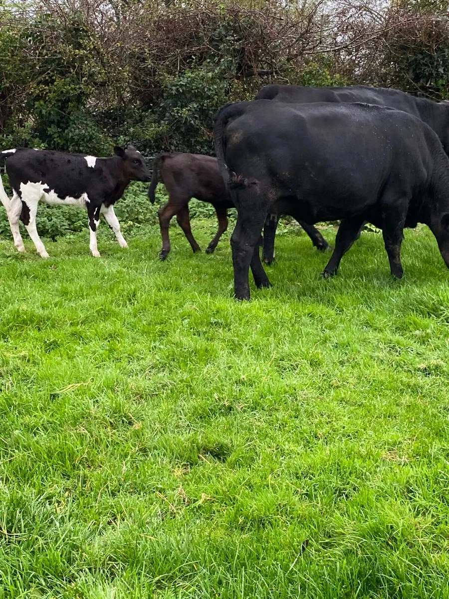 🌟🌟TWO ANGUS FIRST CALVERS 🌟🌟 - Image 3