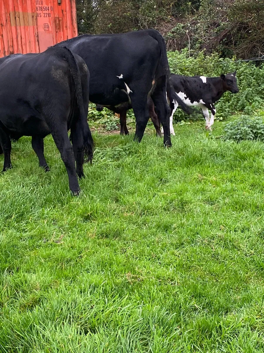 🌟🌟TWO ANGUS FIRST CALVERS 🌟🌟 - Image 4