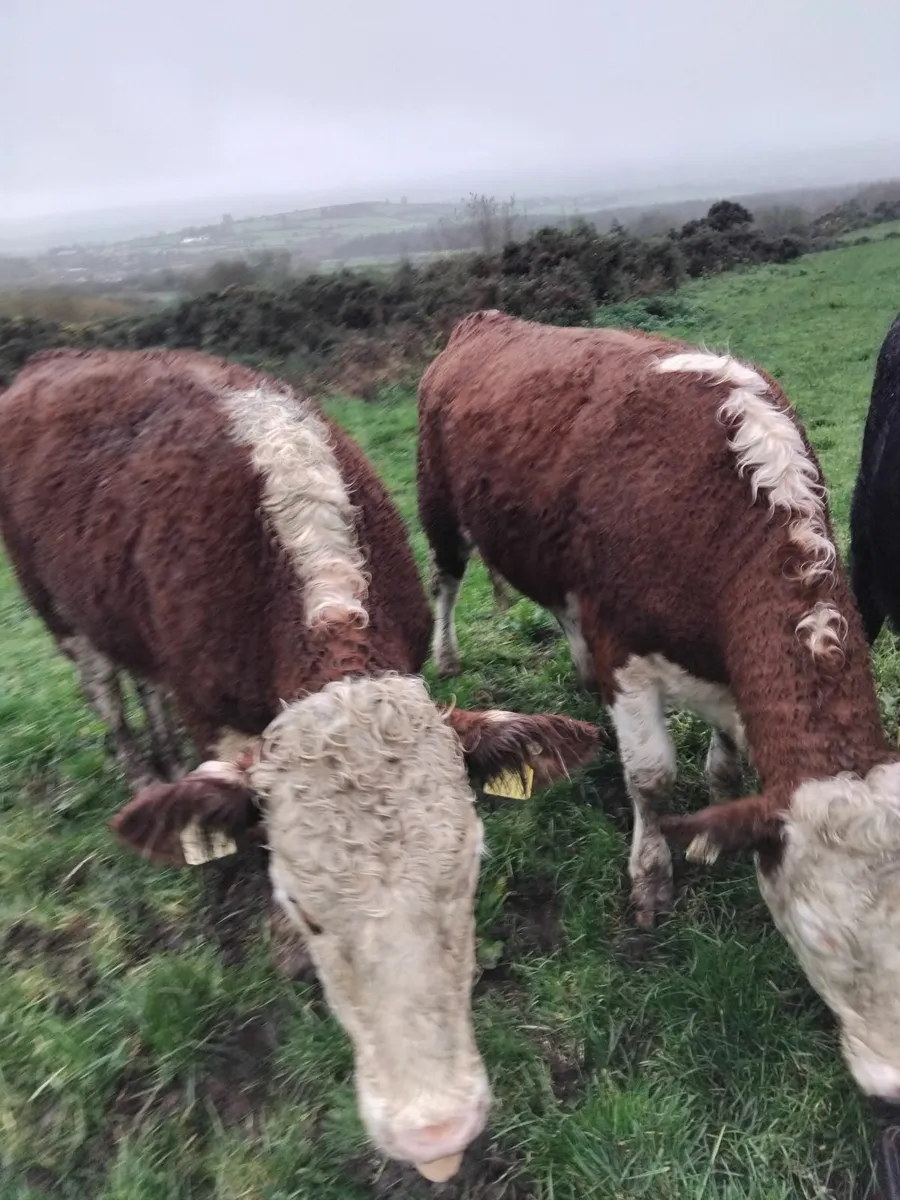 5 star Hereford heifers - Image 2
