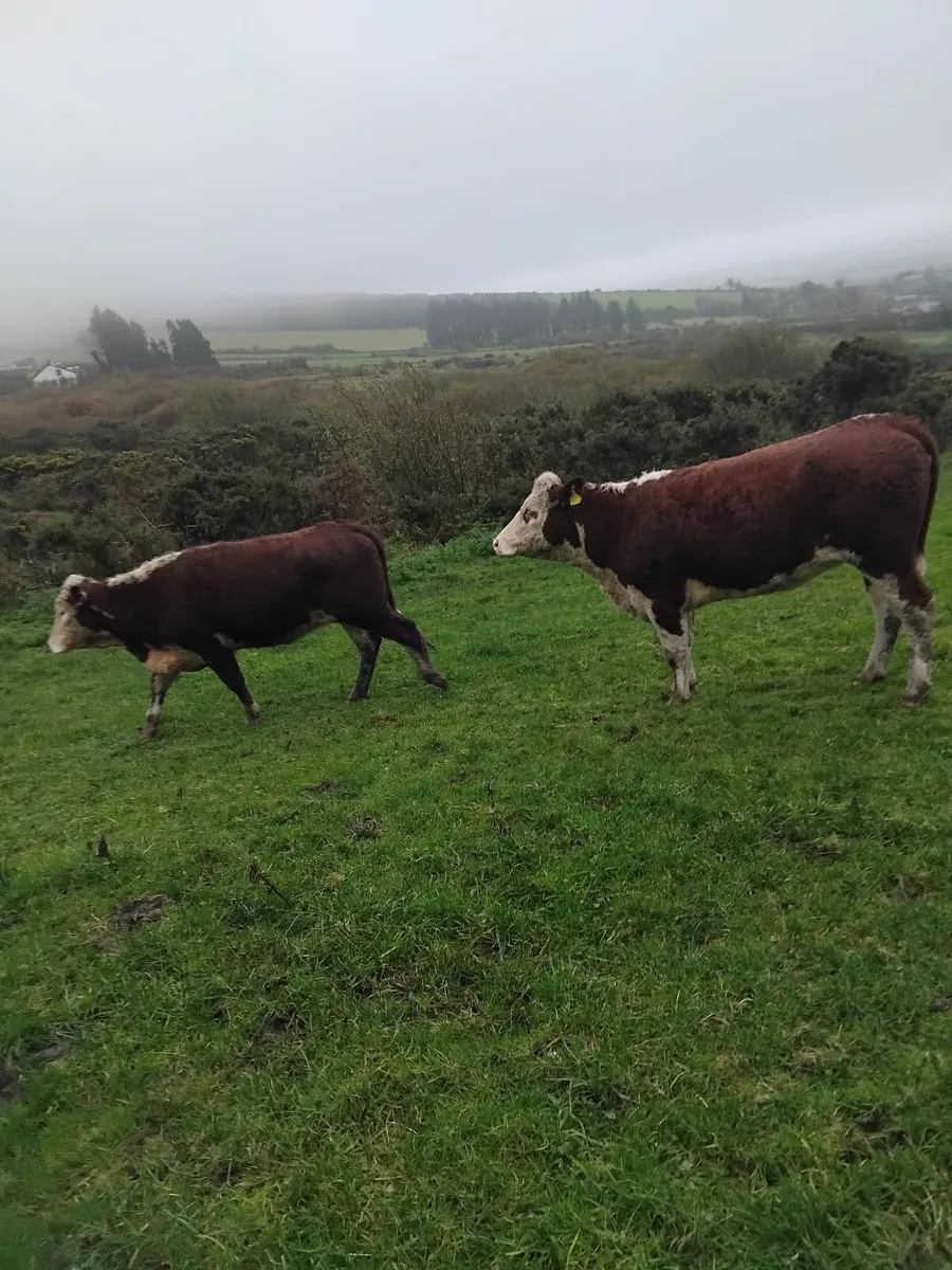 5 star Hereford heifers - Image 3