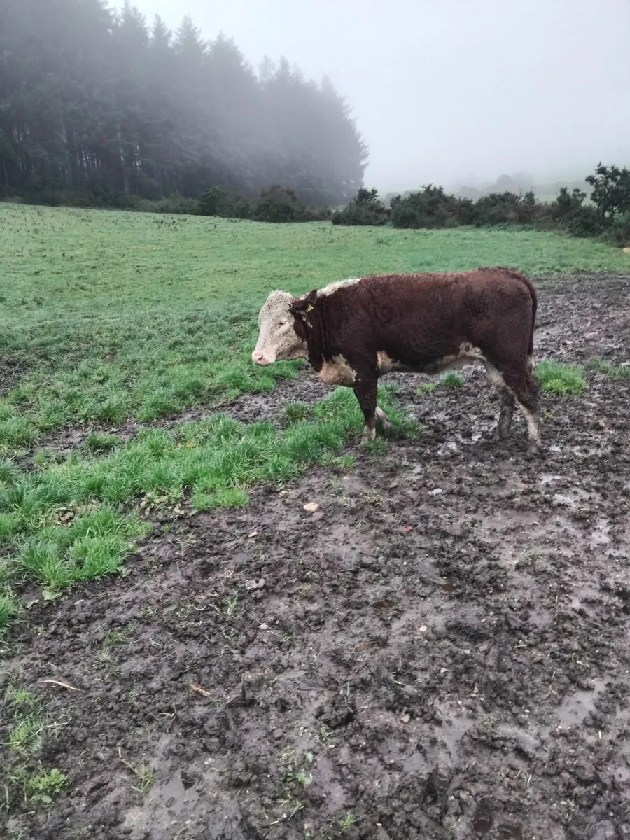5 star Hereford heifers - Image 4