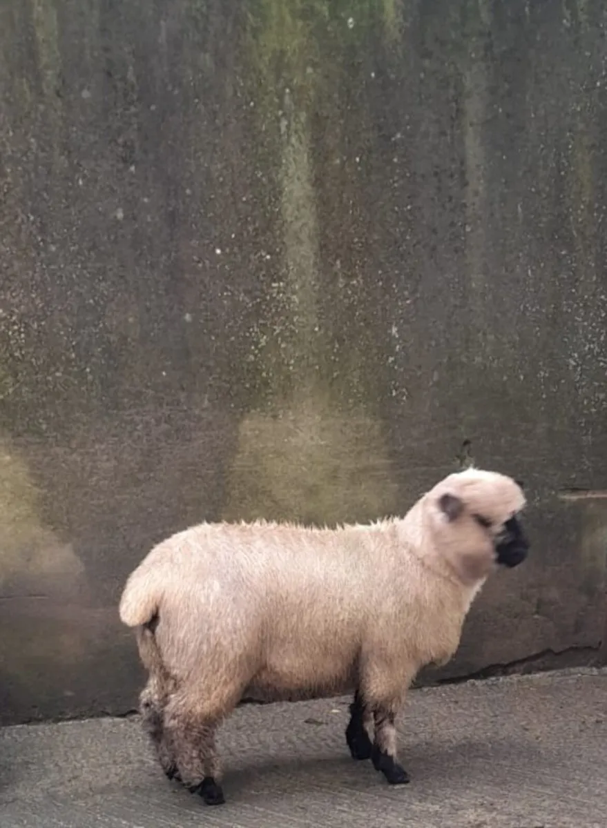 Ewe lamb. - Image 1