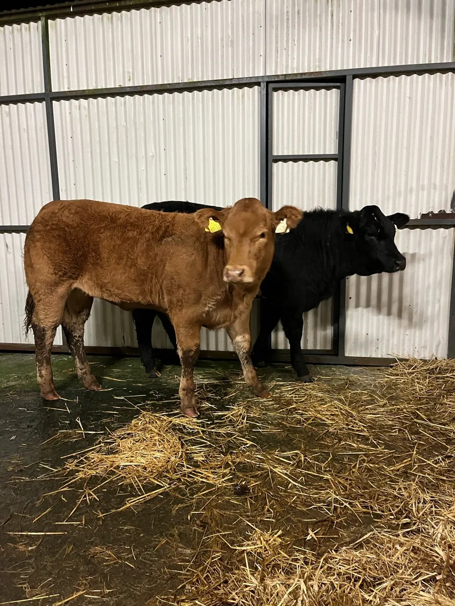 Homebred Weanling Heifers - Image 1