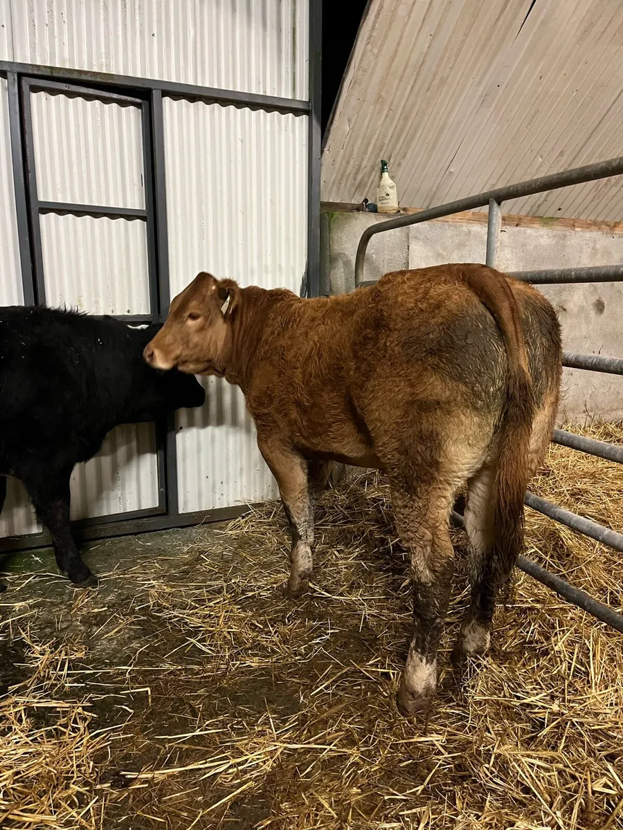 Homebred Weanling Heifers - Image 2
