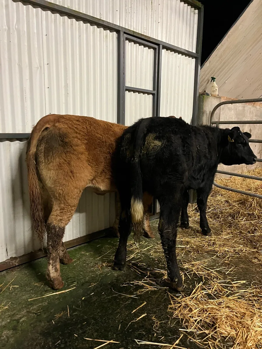 Homebred Weanling Heifers - Image 3