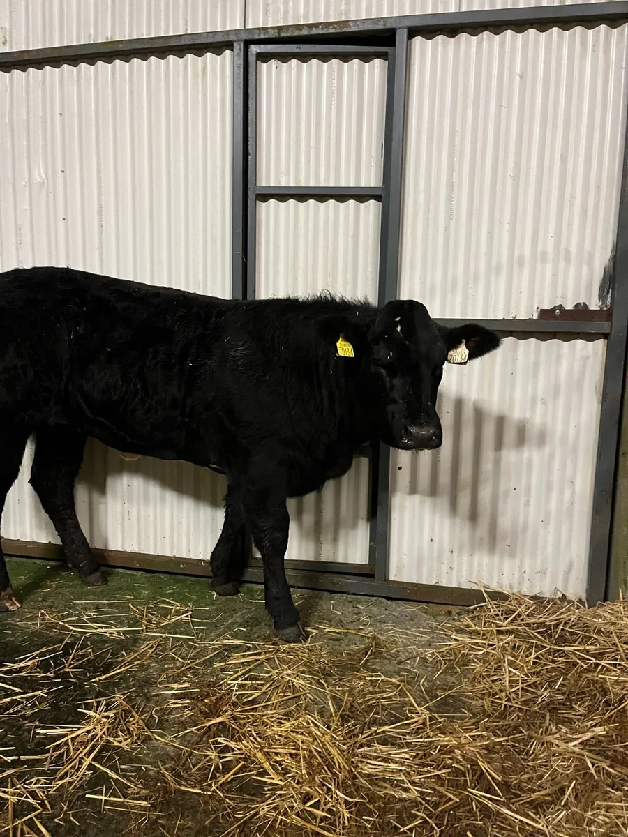 Homebred Weanling Heifers - Image 4