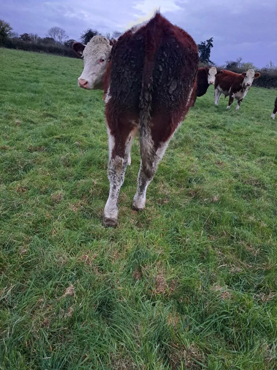 TULLAMORE MART suckler bred hereford cattle - Image 2