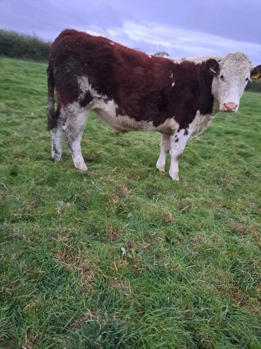 TULLAMORE MART suckler bred hereford cattle - Image 3