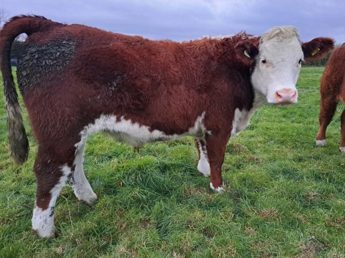 TULLAMORE MART suckler bred hereford cattle - Image 4