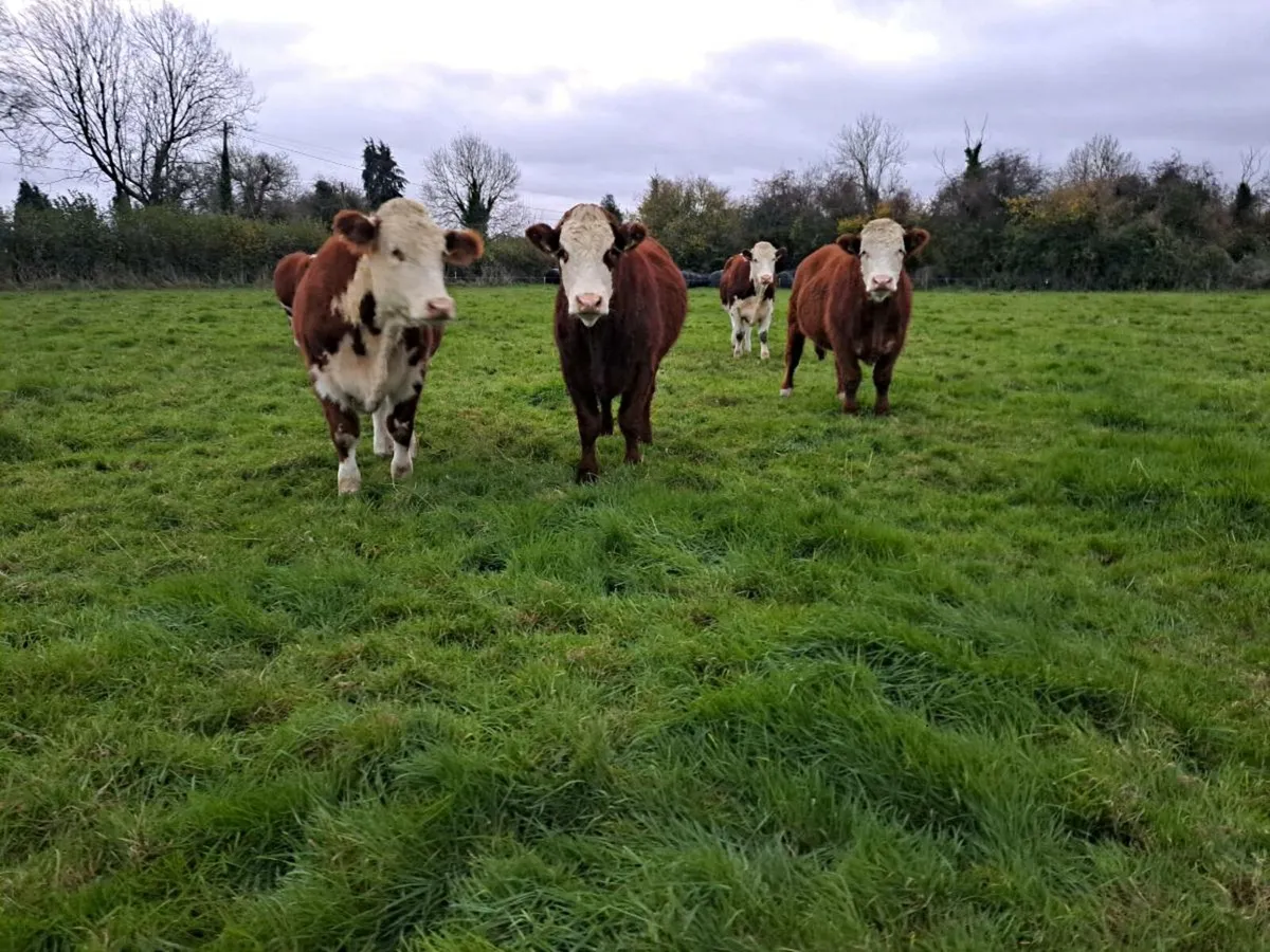 TULLAMORE MART suckler bred hereford cattle - Image 1