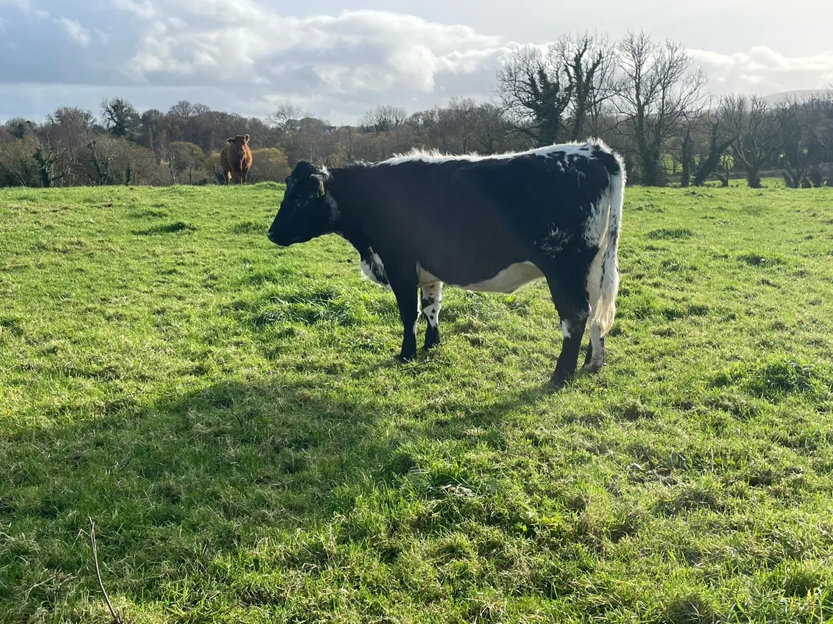 In calf heifers - Image 2
