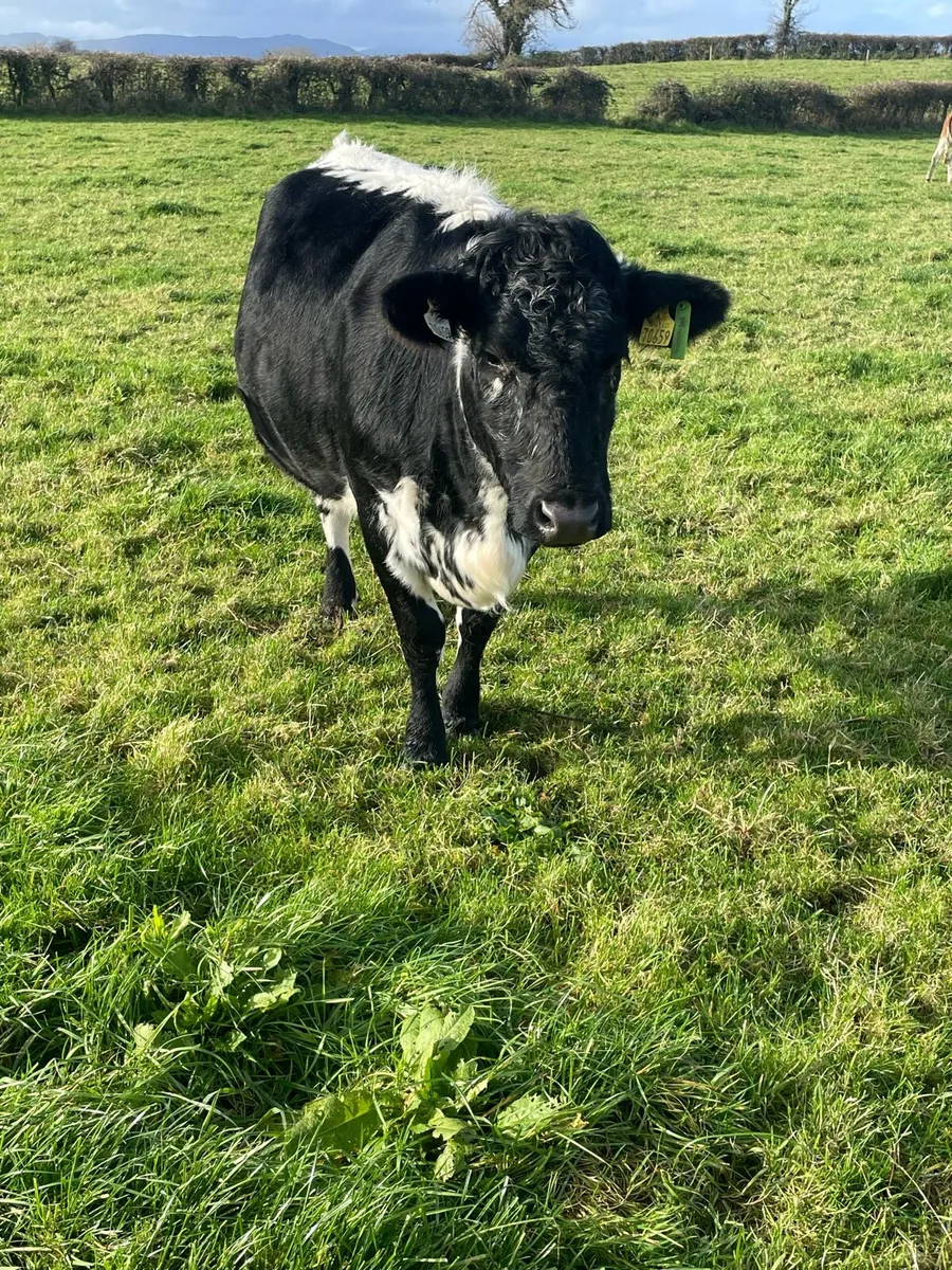 In calf heifers - Image 3