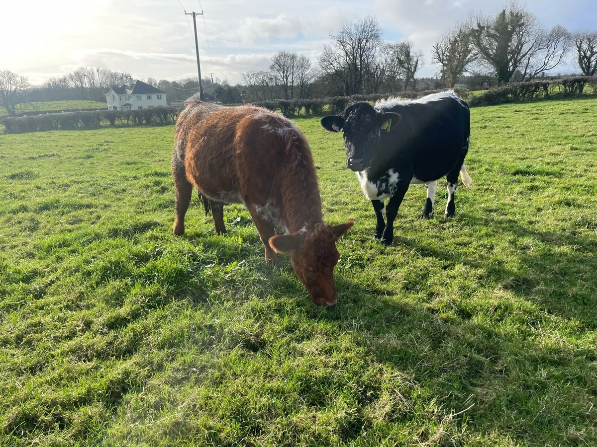 In calf heifers - Image 1