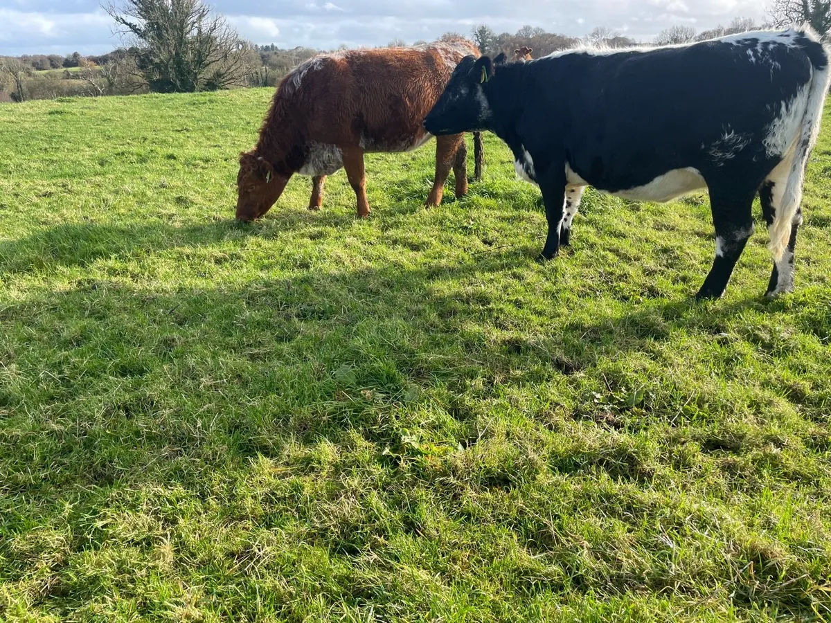 In calf heifers - Image 4