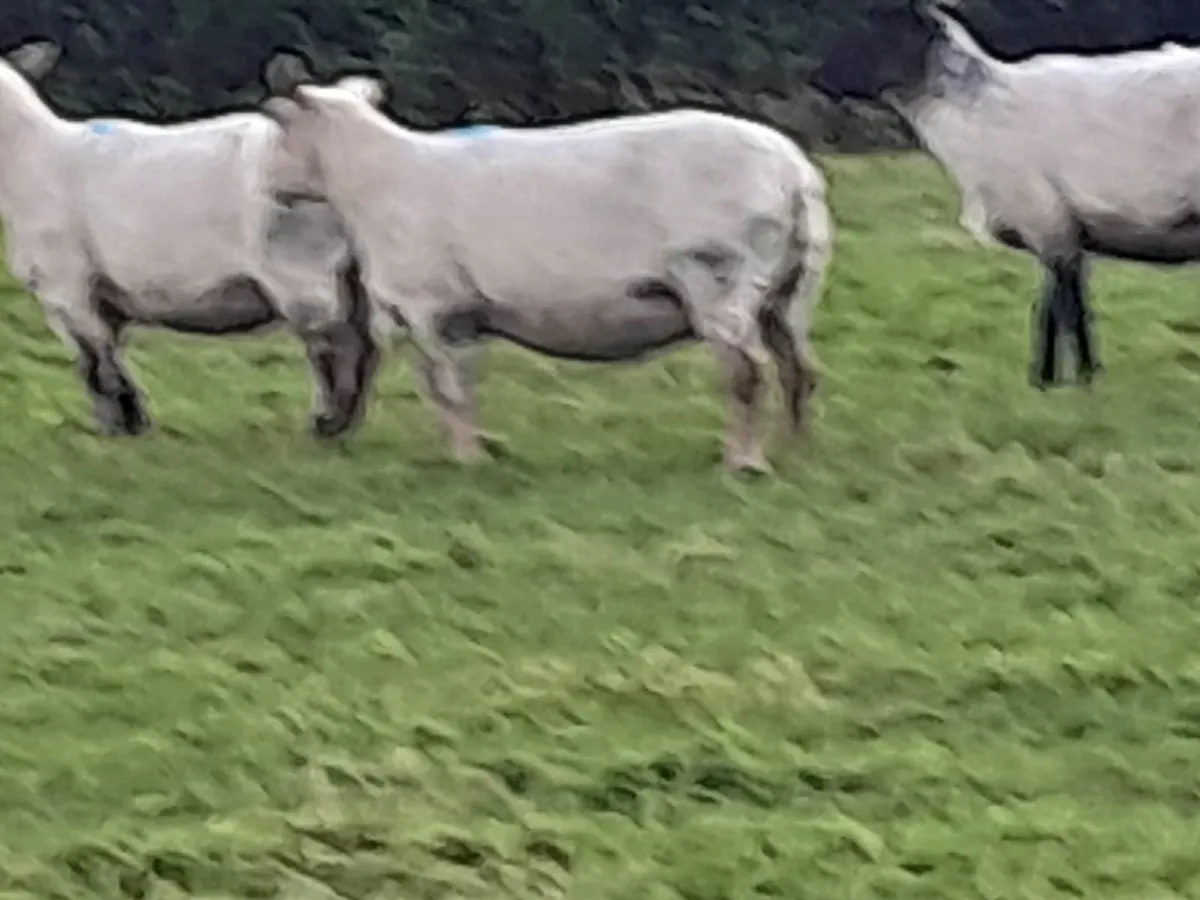 Cull ewes - Image 2
