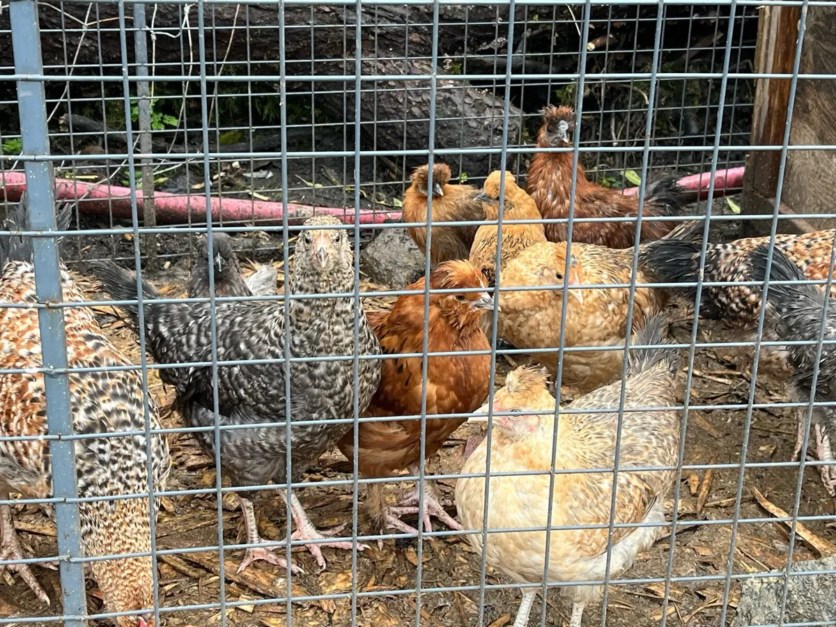 Nice mixed breed pullets - Image 1