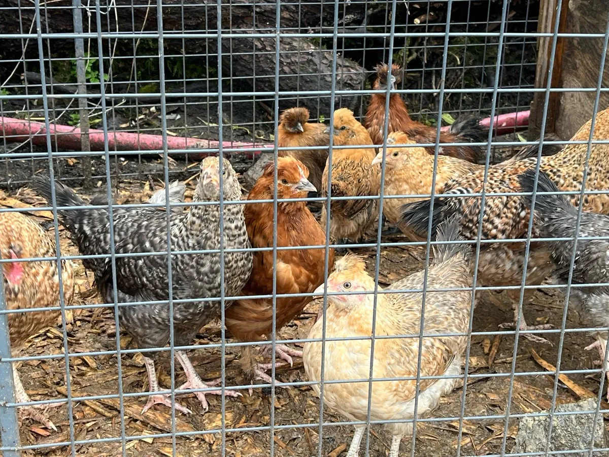 Nice mixed breed pullets - Image 2