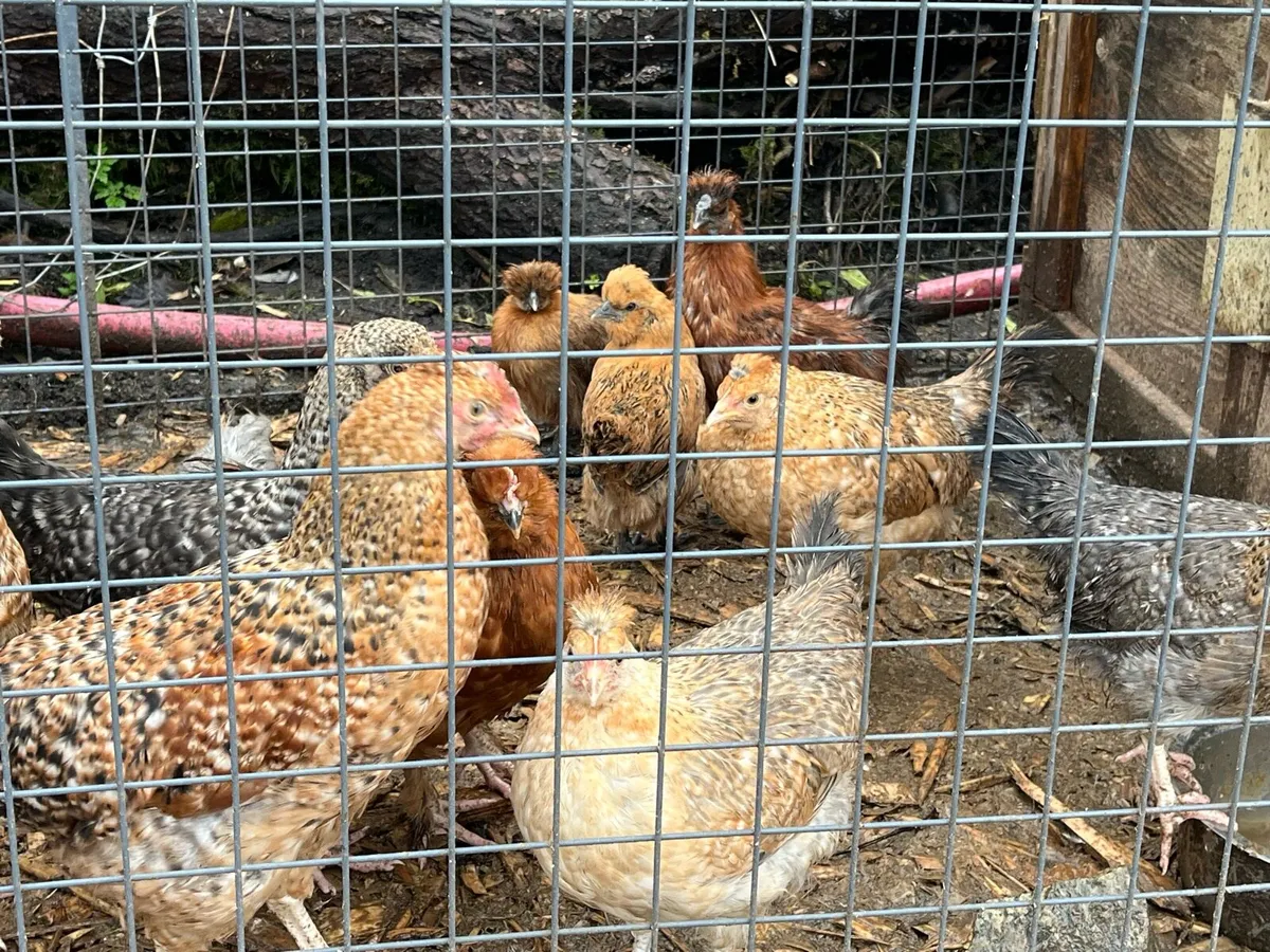 Nice mixed breed pullets - Image 3