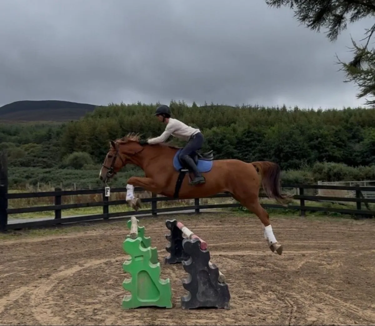 16.1h ISH 10 yo Gelding fun all rounder / jumping - Image 1