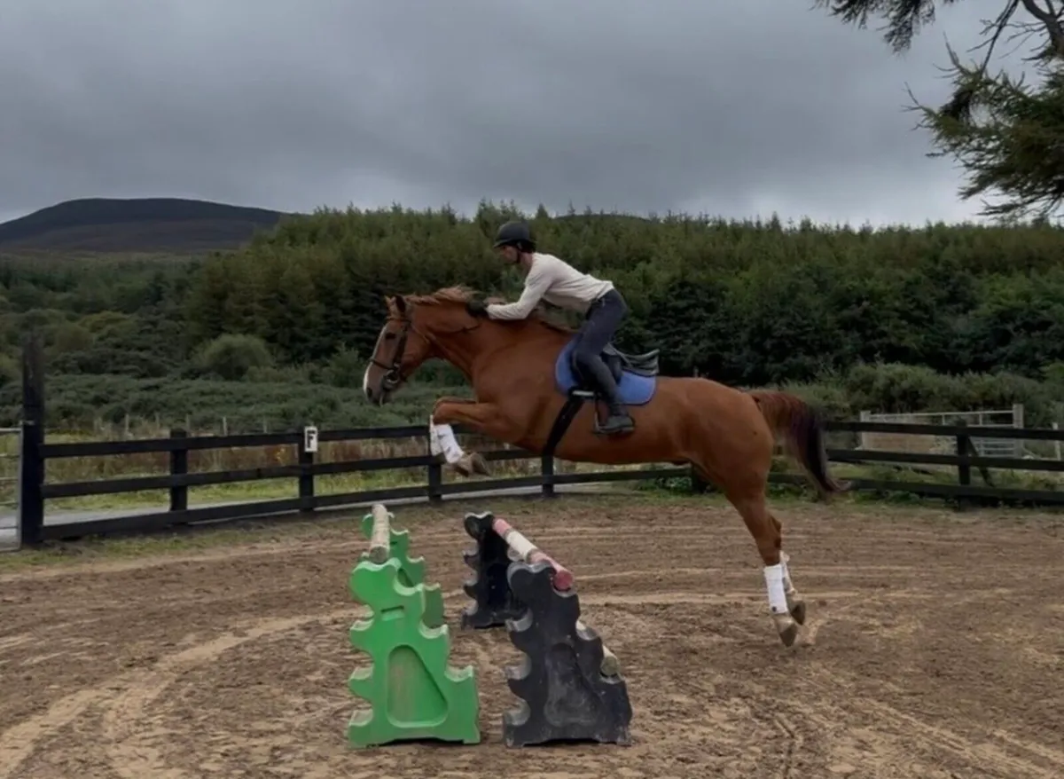 16.1h ISH 10 yo Gelding fun all rounder / jumping - Image 2