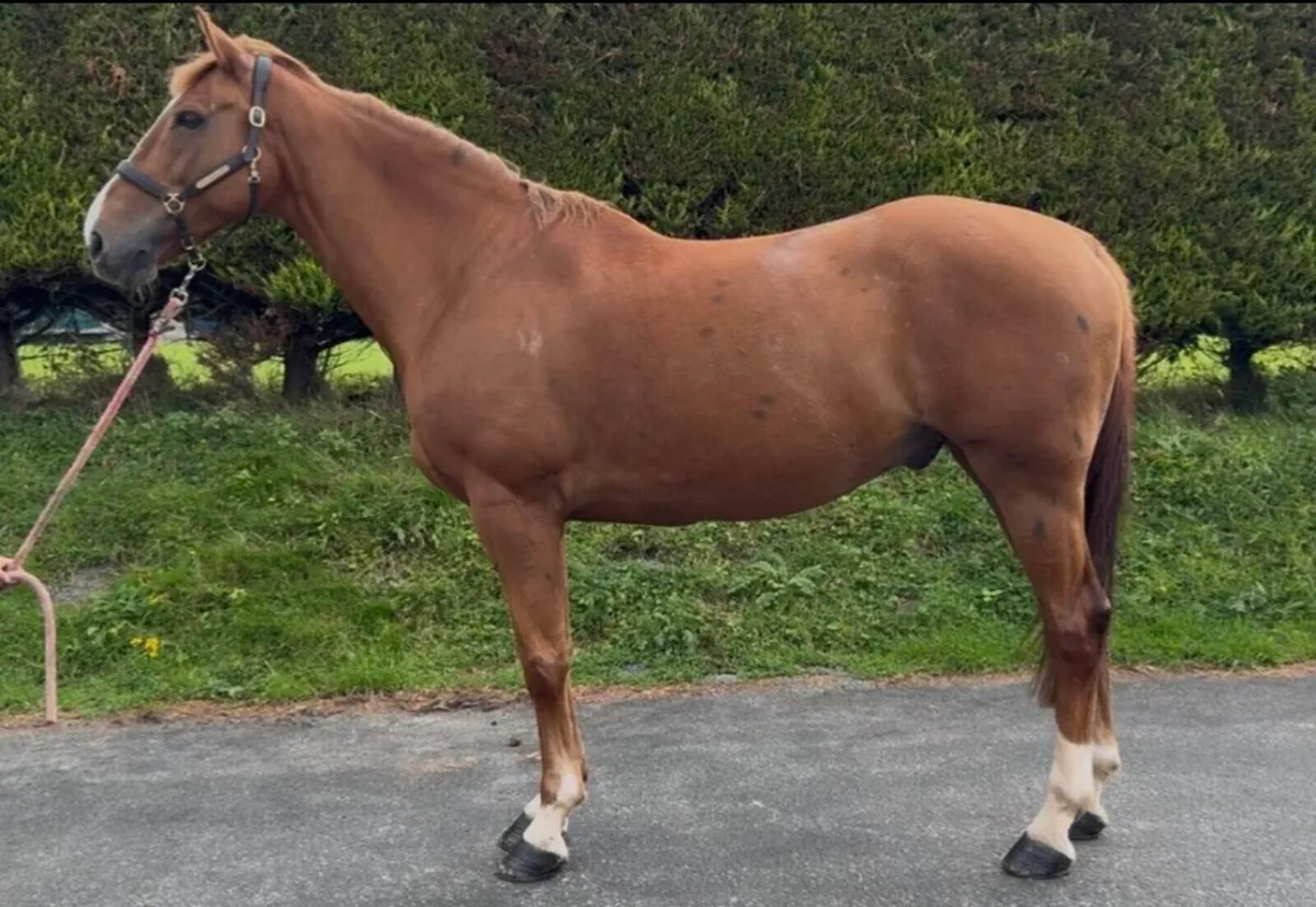 16.1h ISH 10 yo Gelding fun all rounder / jumping - Image 3