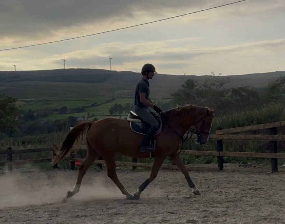 16.1h ISH 10 yo Gelding fun all rounder / jumping - Image 4