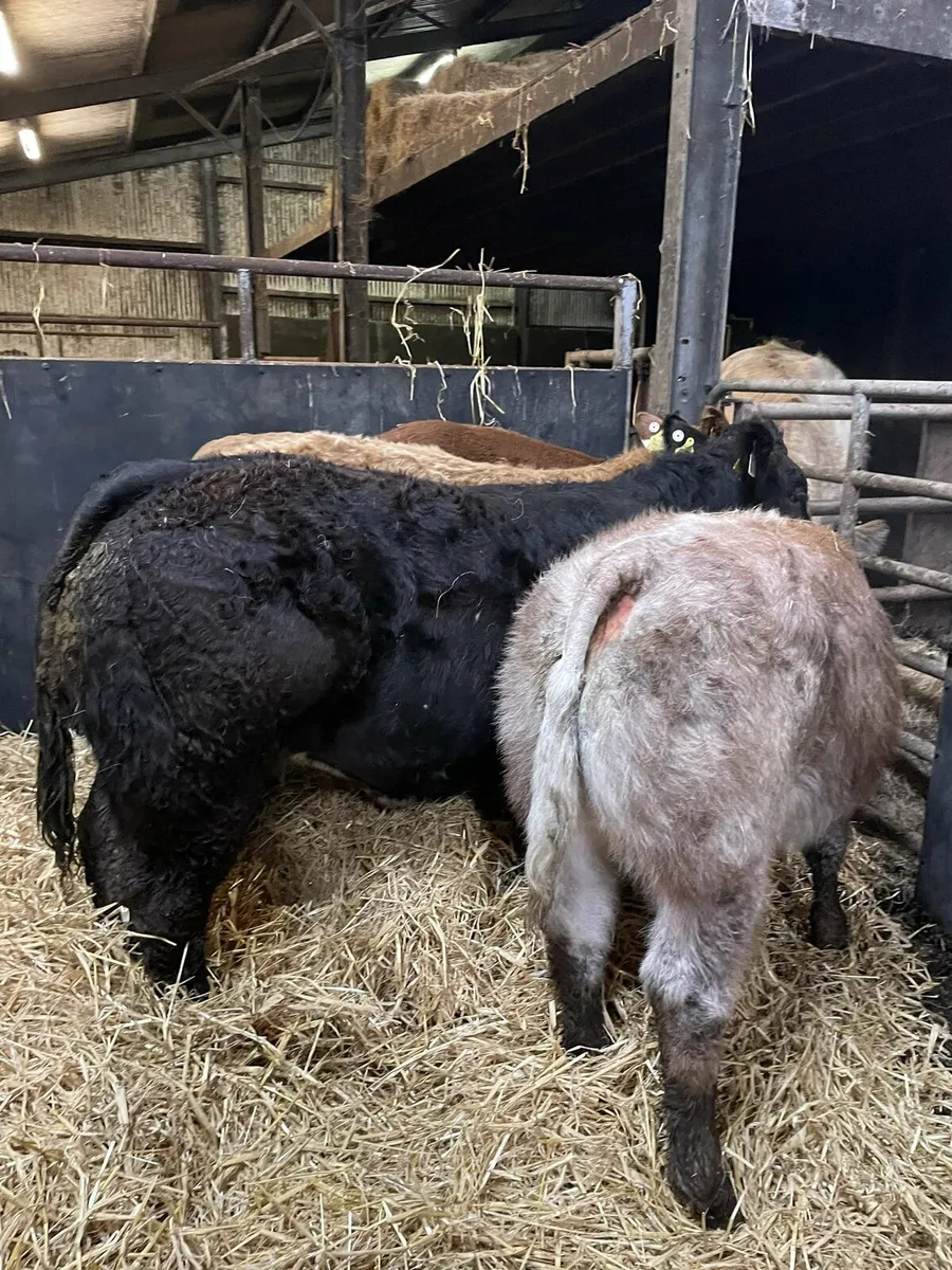 Show heifers - Image 2