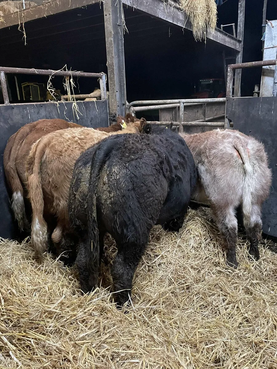 Show heifers - Image 3