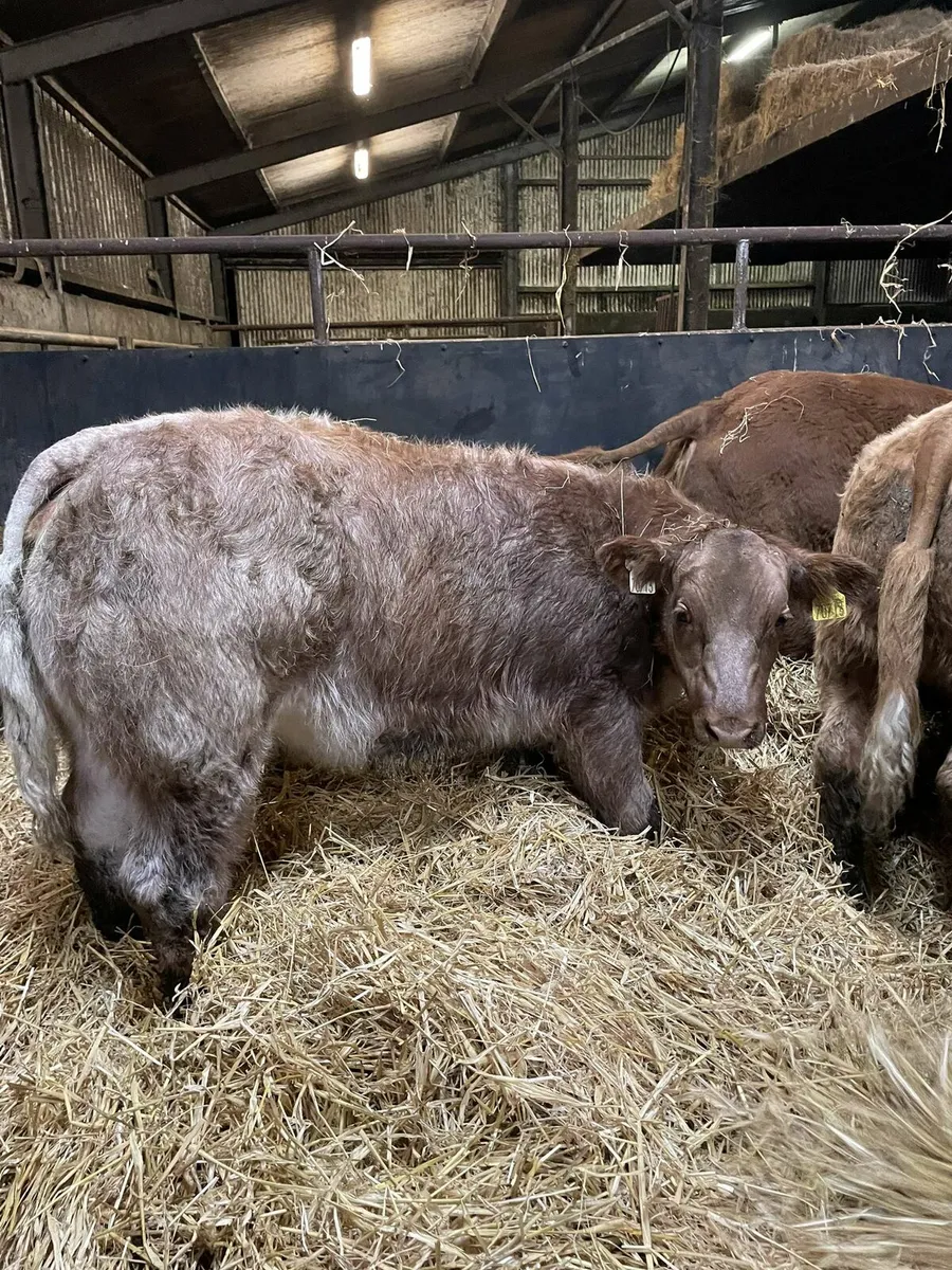 Show heifers - Image 4