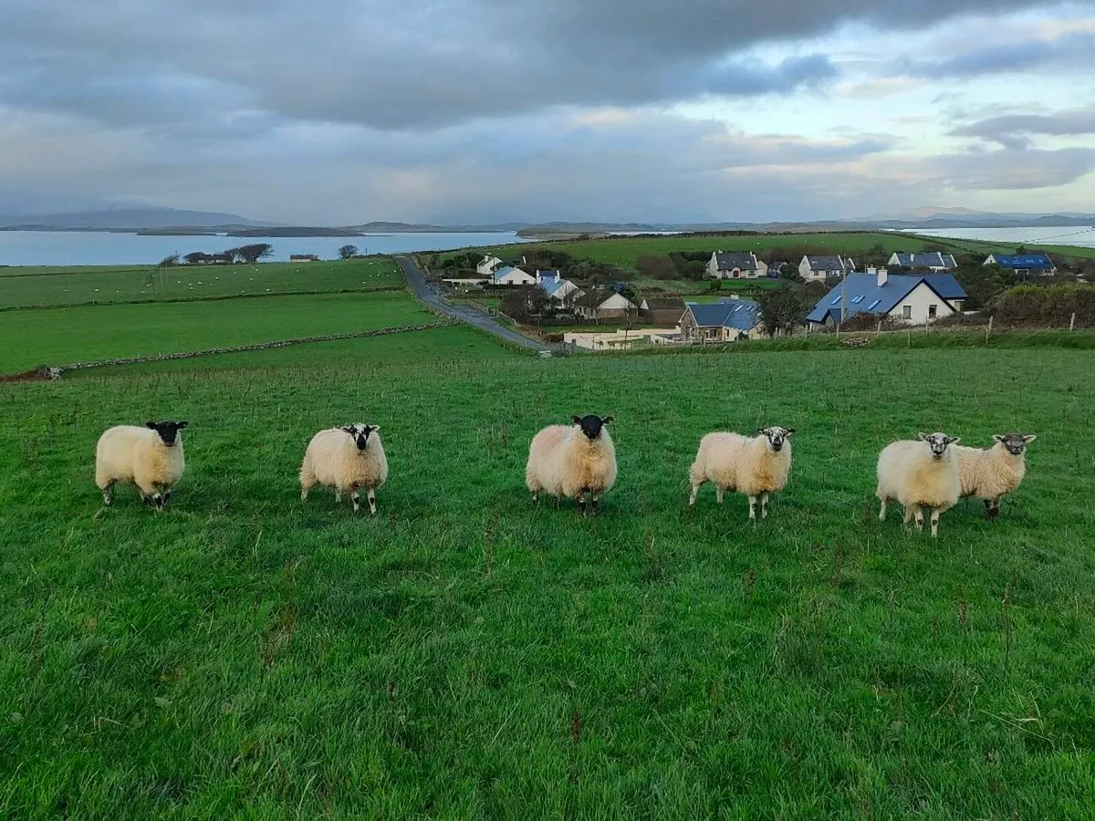 Ewe lambs - Image 1