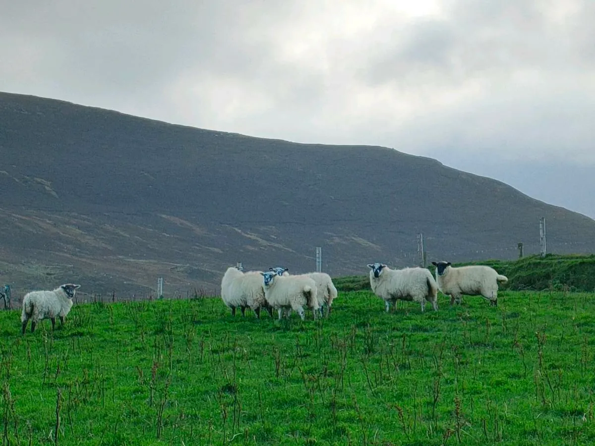 Ewe lambs - Image 3