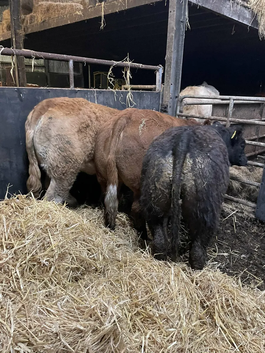 Show weanlings castlerea mart 06/11/25 - Image 1