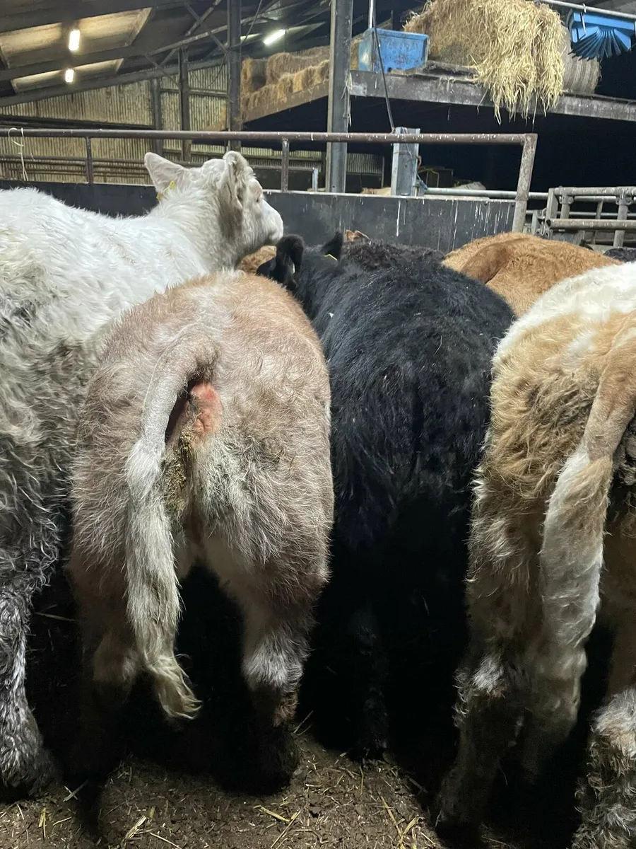 Show weanlings castlerea mart 06/11/25 - Image 2