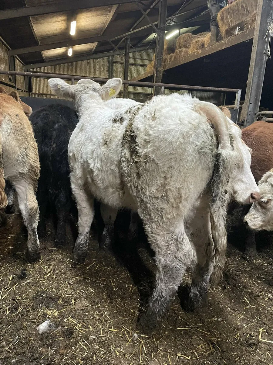 Show weanlings castlerea mart 06/11/25 - Image 3
