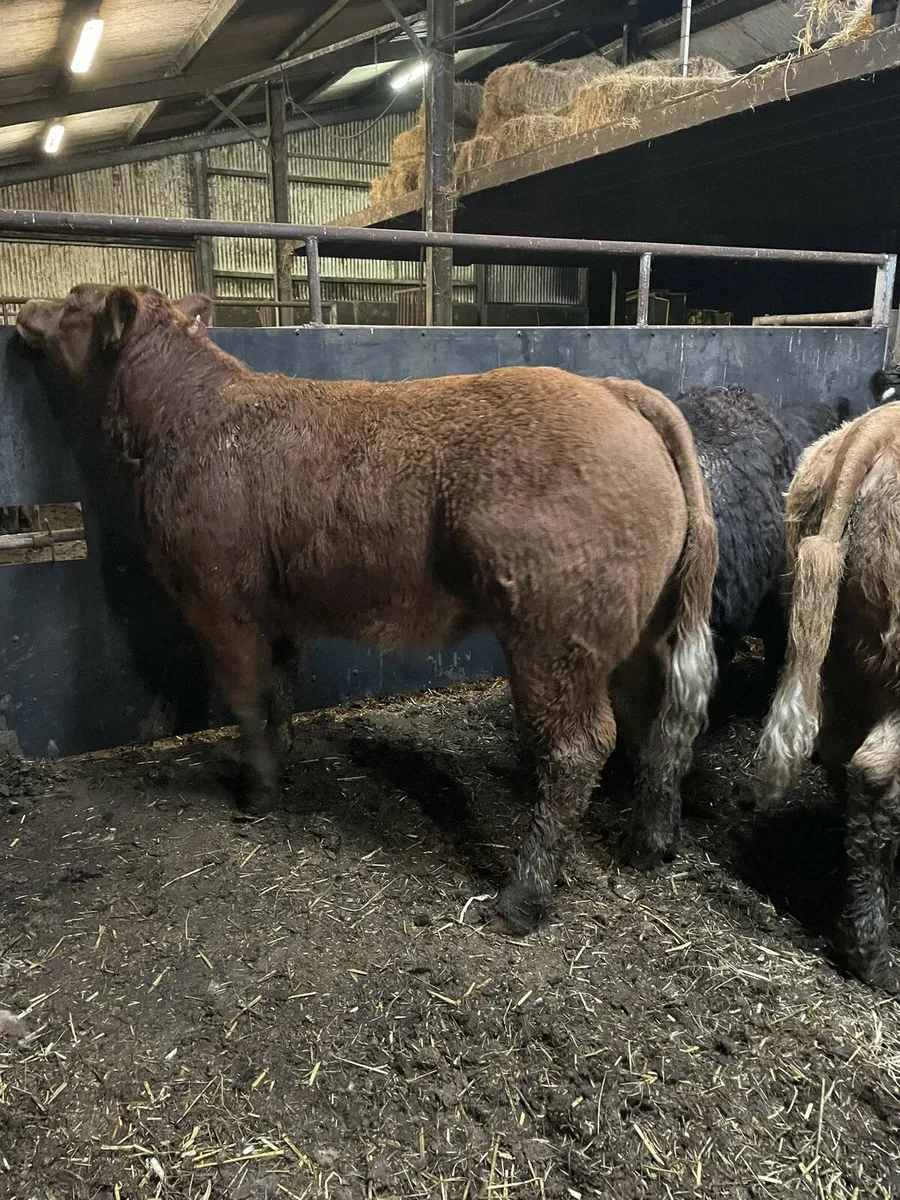 Show weanlings castlerea mart 06/11/25 - Image 4