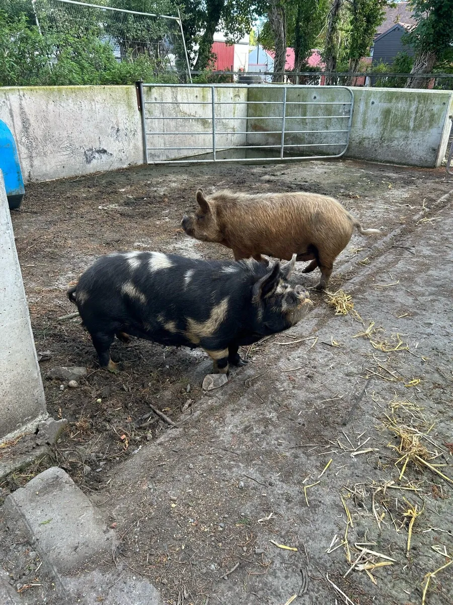 Donkeys, pigs, ponies - Image 2