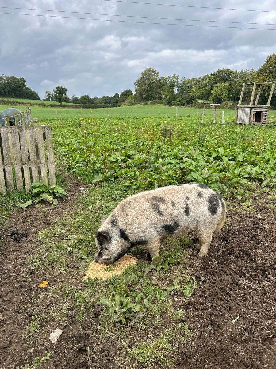 Donkeys, pigs, ponies - Image 3