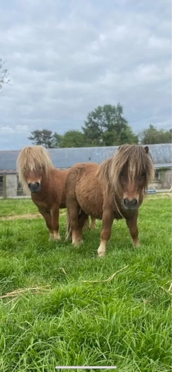 Donkeys, pigs, ponies - Image 4