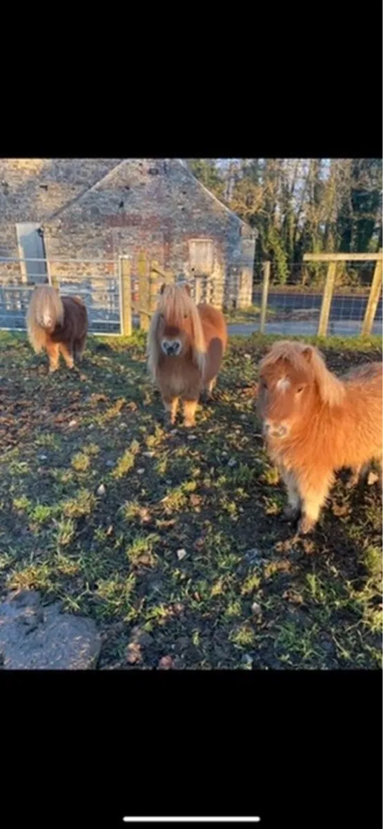 Donkeys, pigs, ponies - Image 1