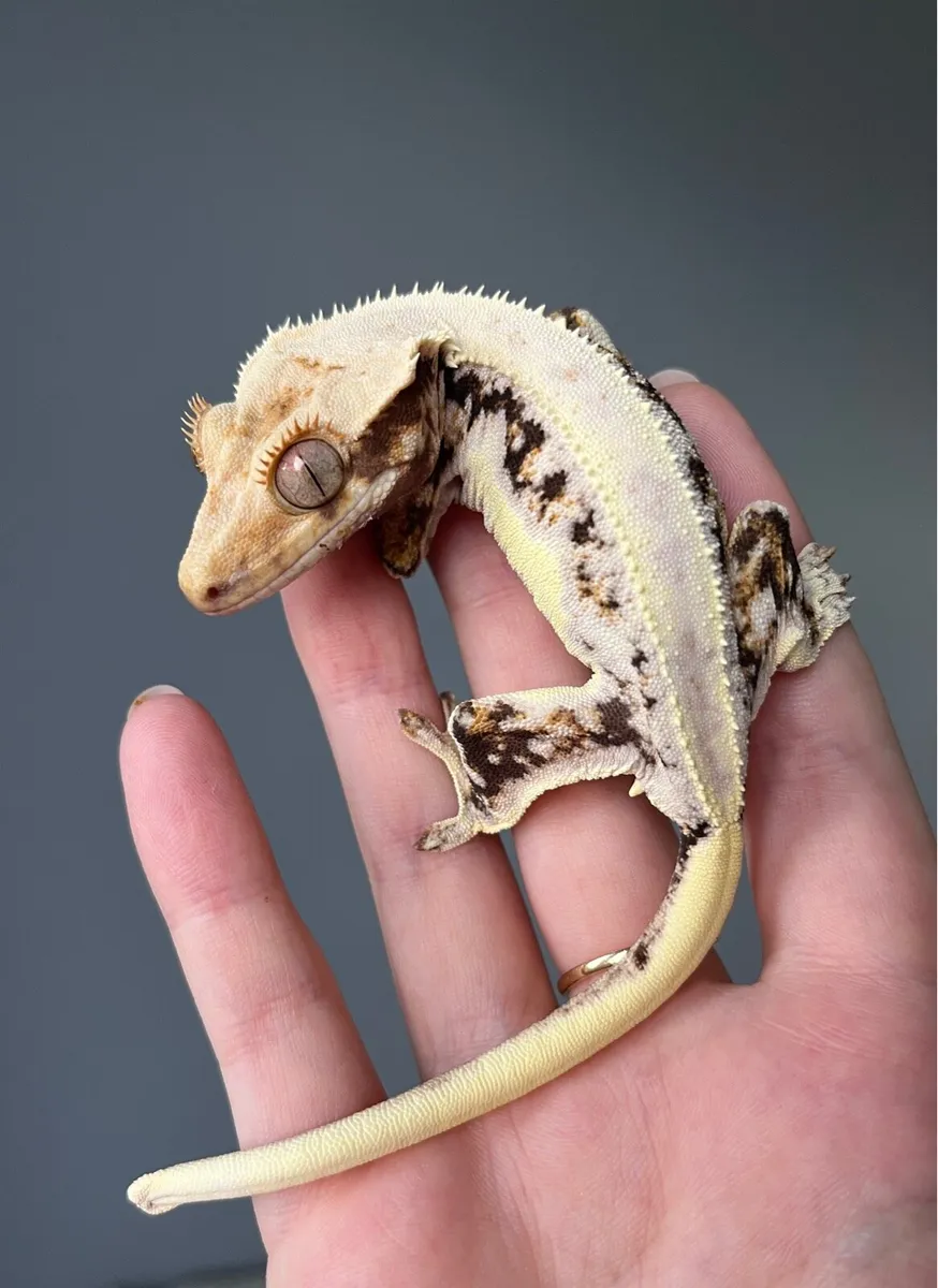 High Quality Crested Geckos - Image 1