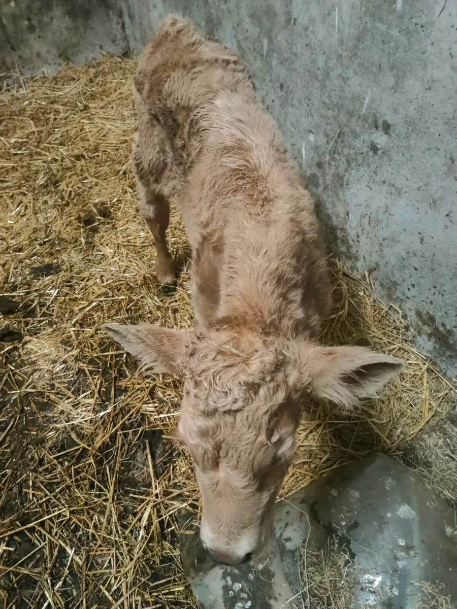 Calf - Image 3