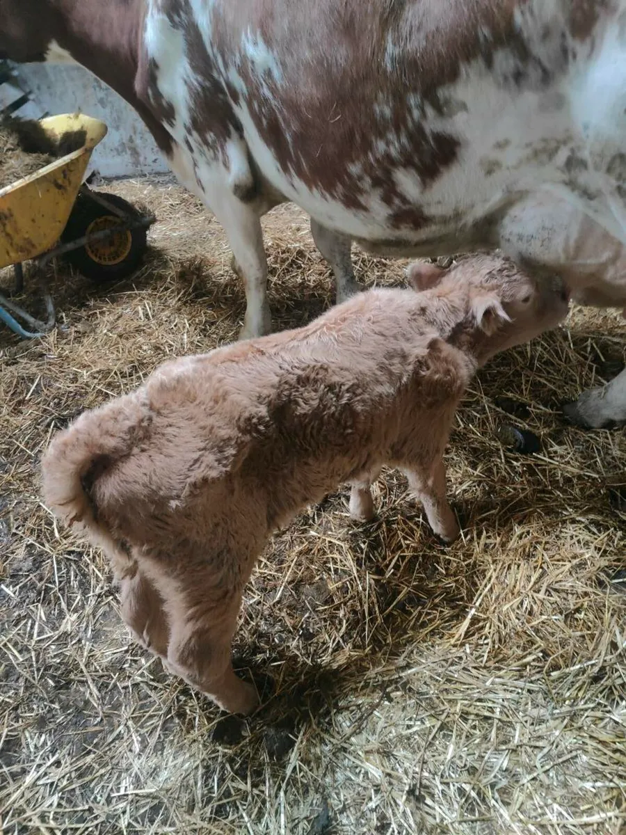 Calf - Image 4