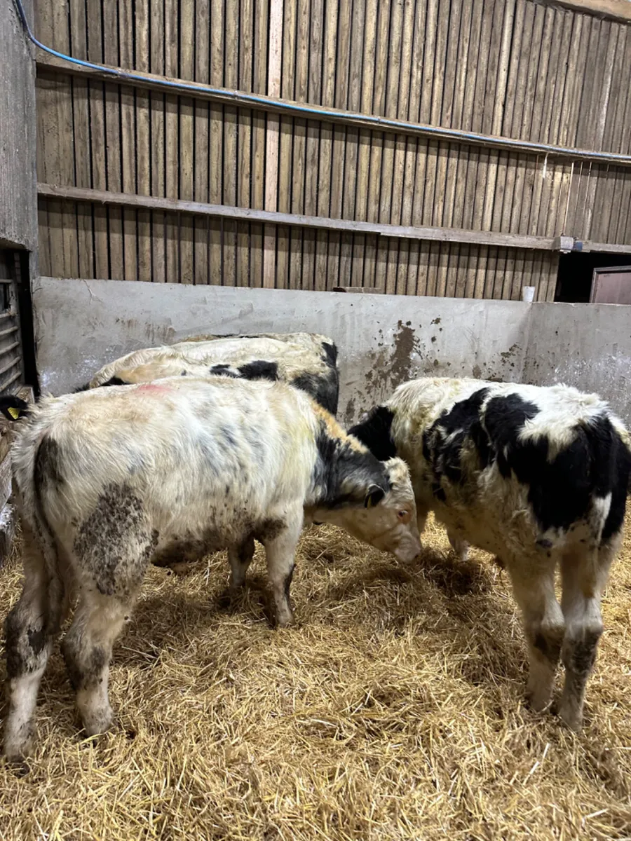 Blue bulls - Image 4