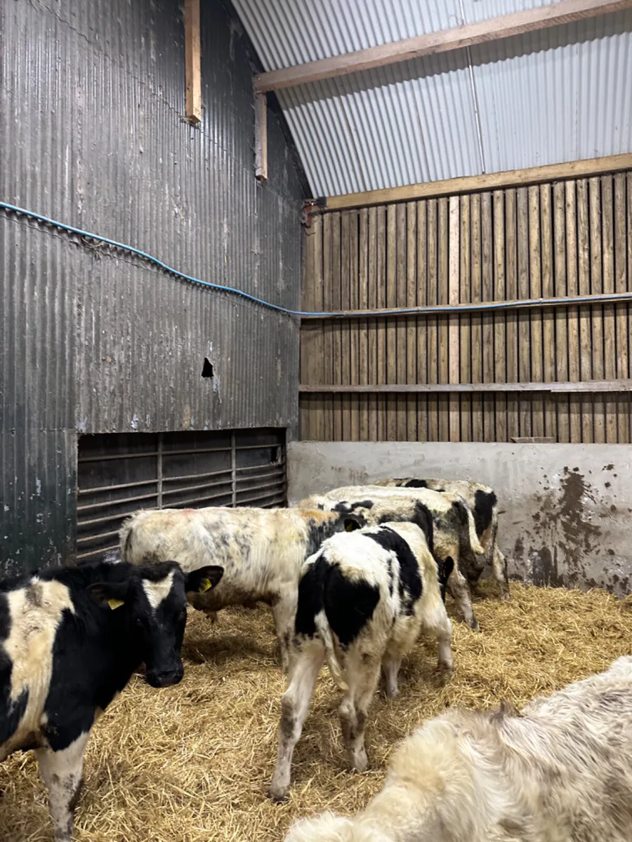 Blue bulls - Image 1