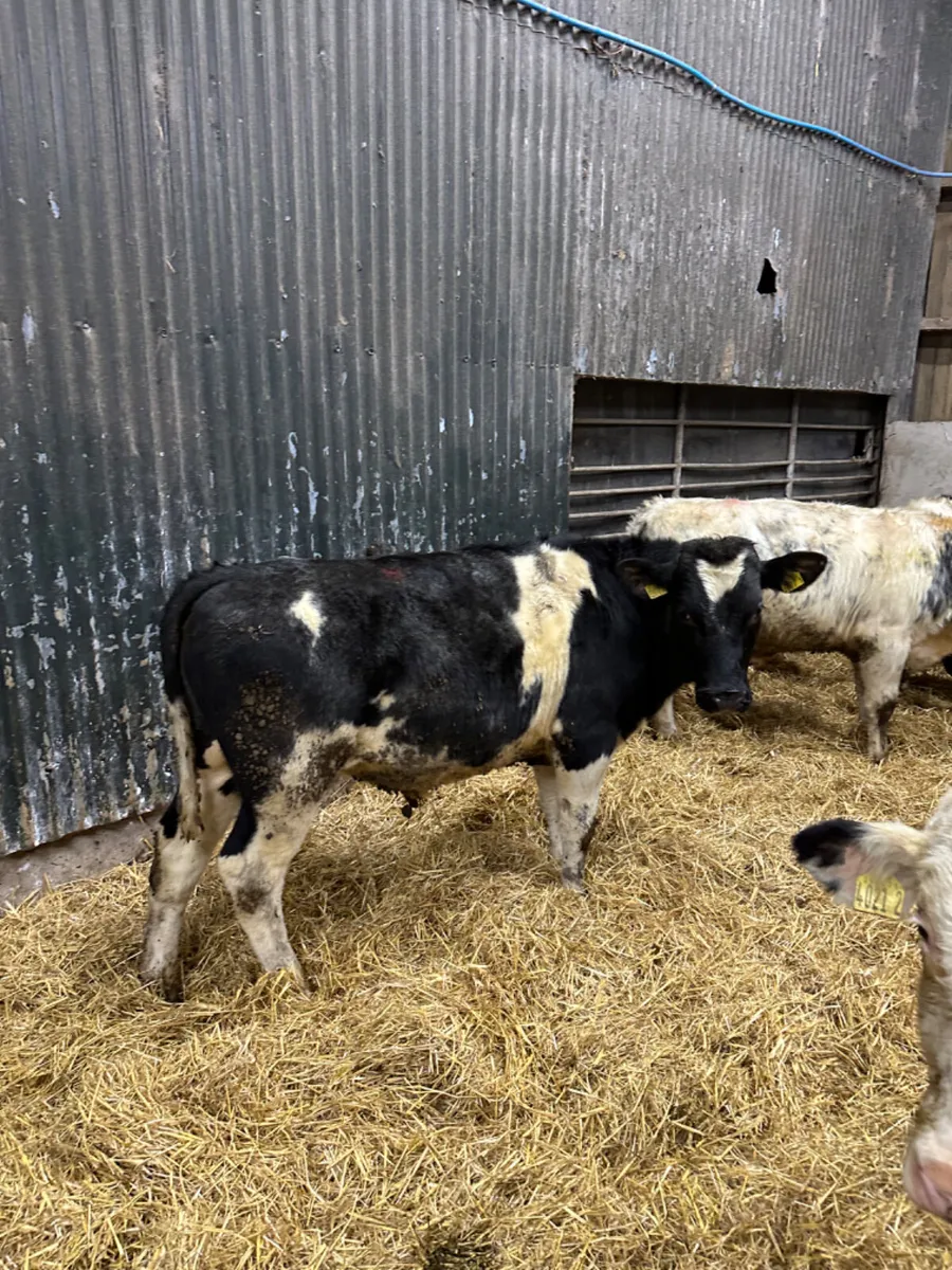 Blue bulls - Image 2