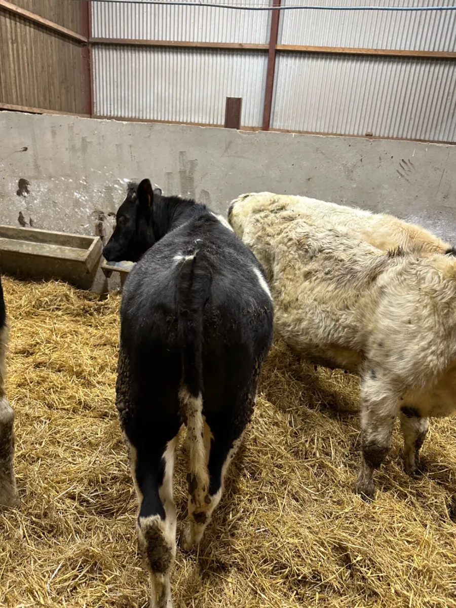 Blue bulls - Image 3