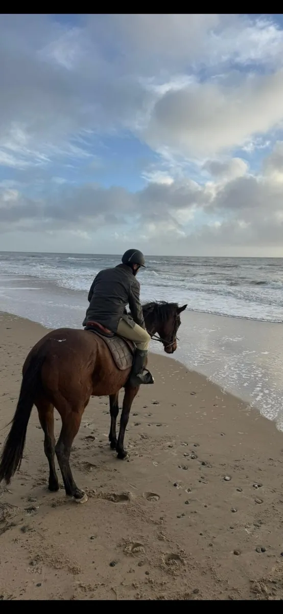 Quite 4 year old mare - Image 1