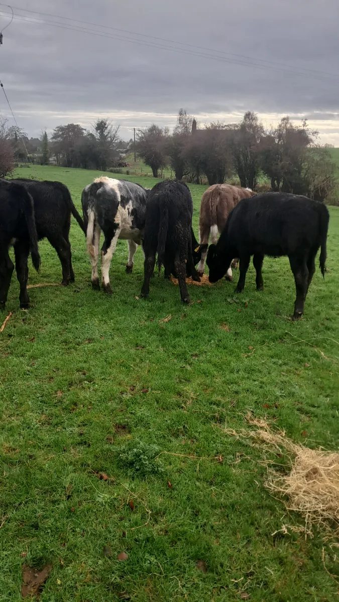 Weanling heifers - Image 2