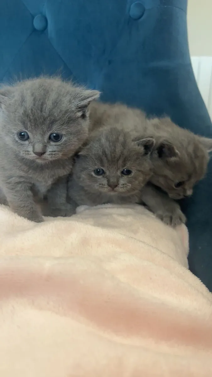 British shorthair kittens - Image 1